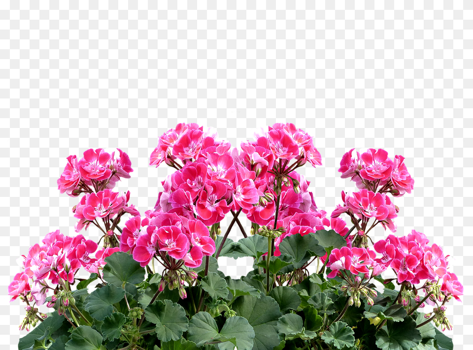 Geranium Flower, Petal, Plant, Flower Arrangement Free Png Download