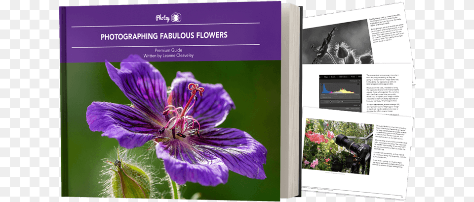 Geranium Cinereum, Flower, Plant, Purple, Petal Png