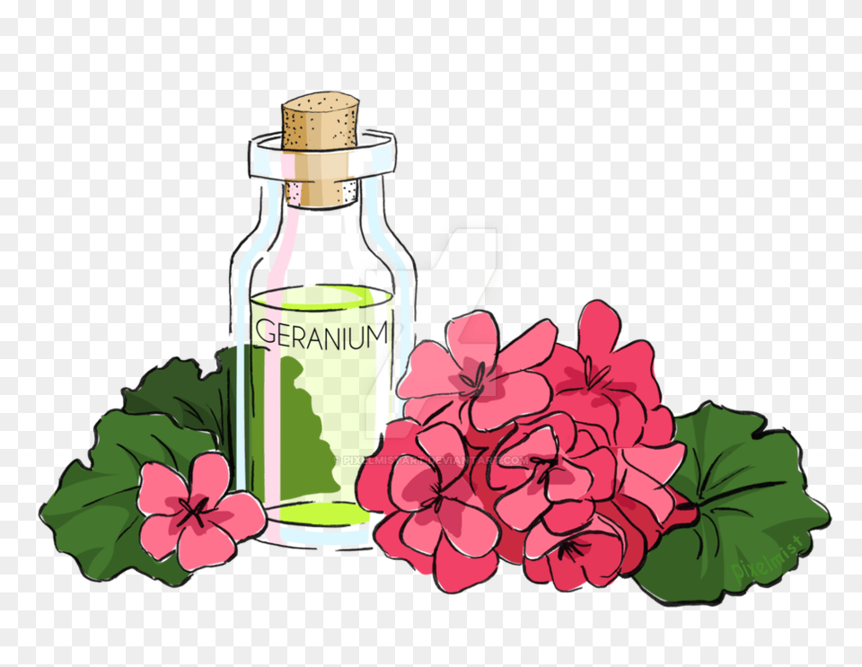 Geranium Essential Oil, Flower, Petal, Plant, Rose Free Transparent Png