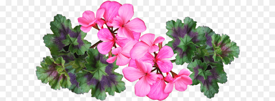 Geraniums How To Plant Grow And Care For The Geranium Flower Free Png Download