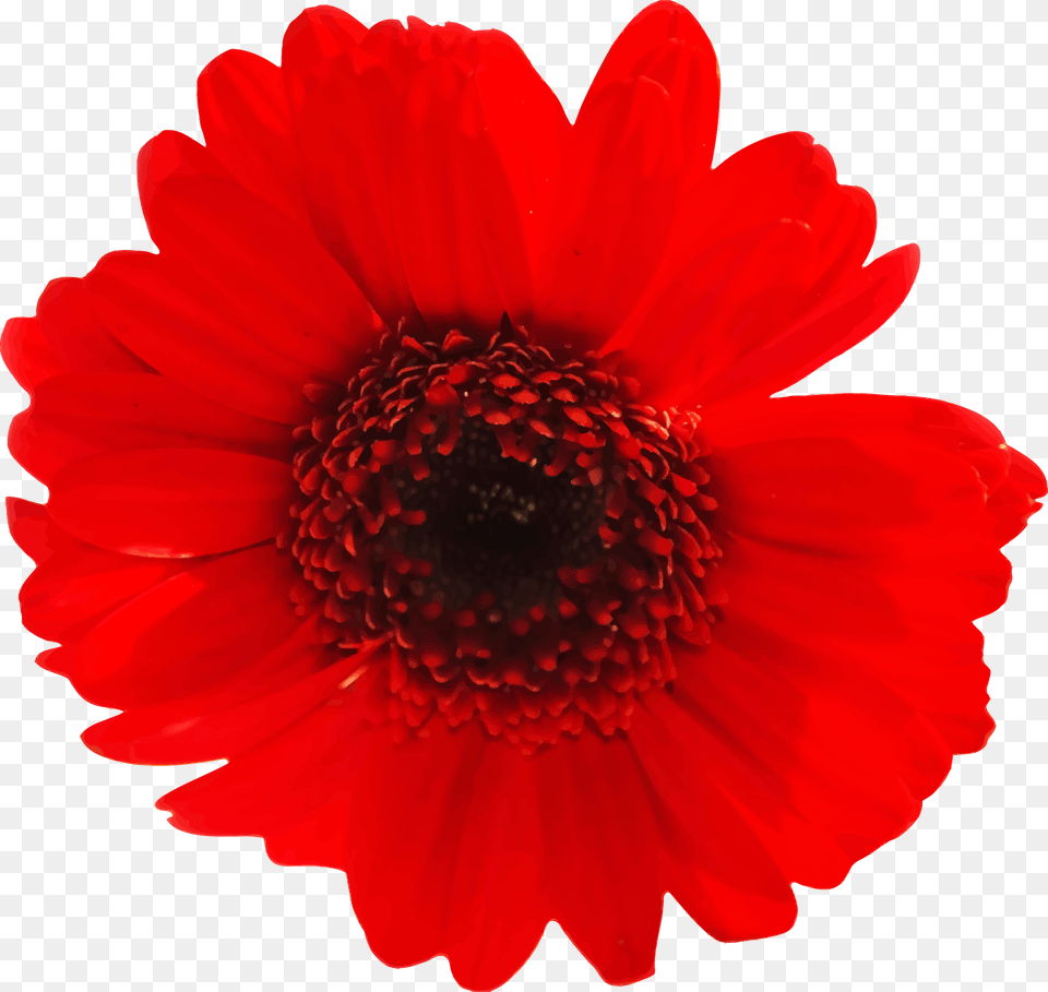 Gerber Daisy Clipart Flower, Plant, Petal, Dahlia Free Png Download