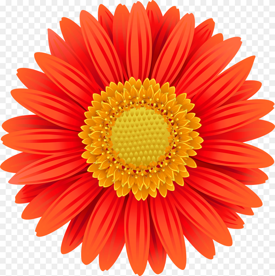 Gerber Daisy Clipart Gerbera Flower, Logo, Text Free Png Download