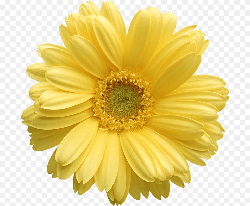 Gerber Daisy Flower Yellow Daisy Flower, Petal, Plant Png Image