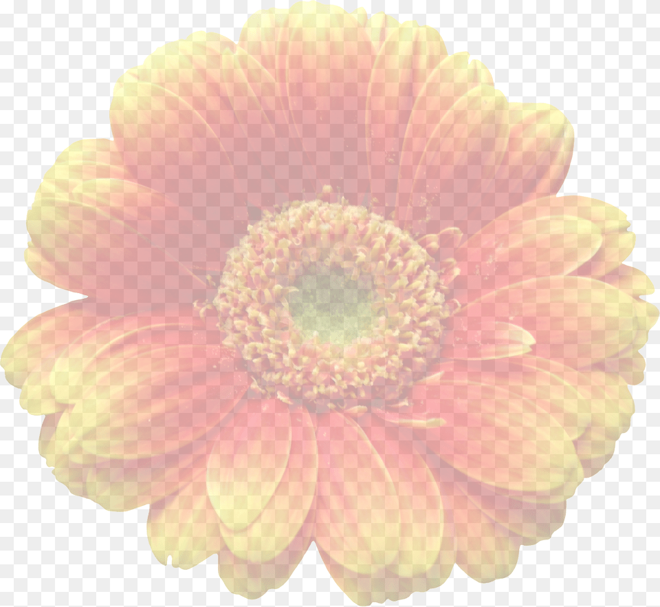 Gerbera Dahlia, Daisy, Flower, Petal Png Image