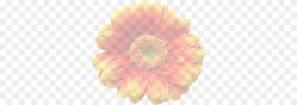 Gerbera Dahlia, Daisy, Flower, Petal Free Transparent Png