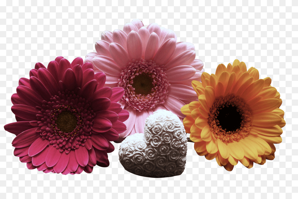 Gerbera Clip Png Image