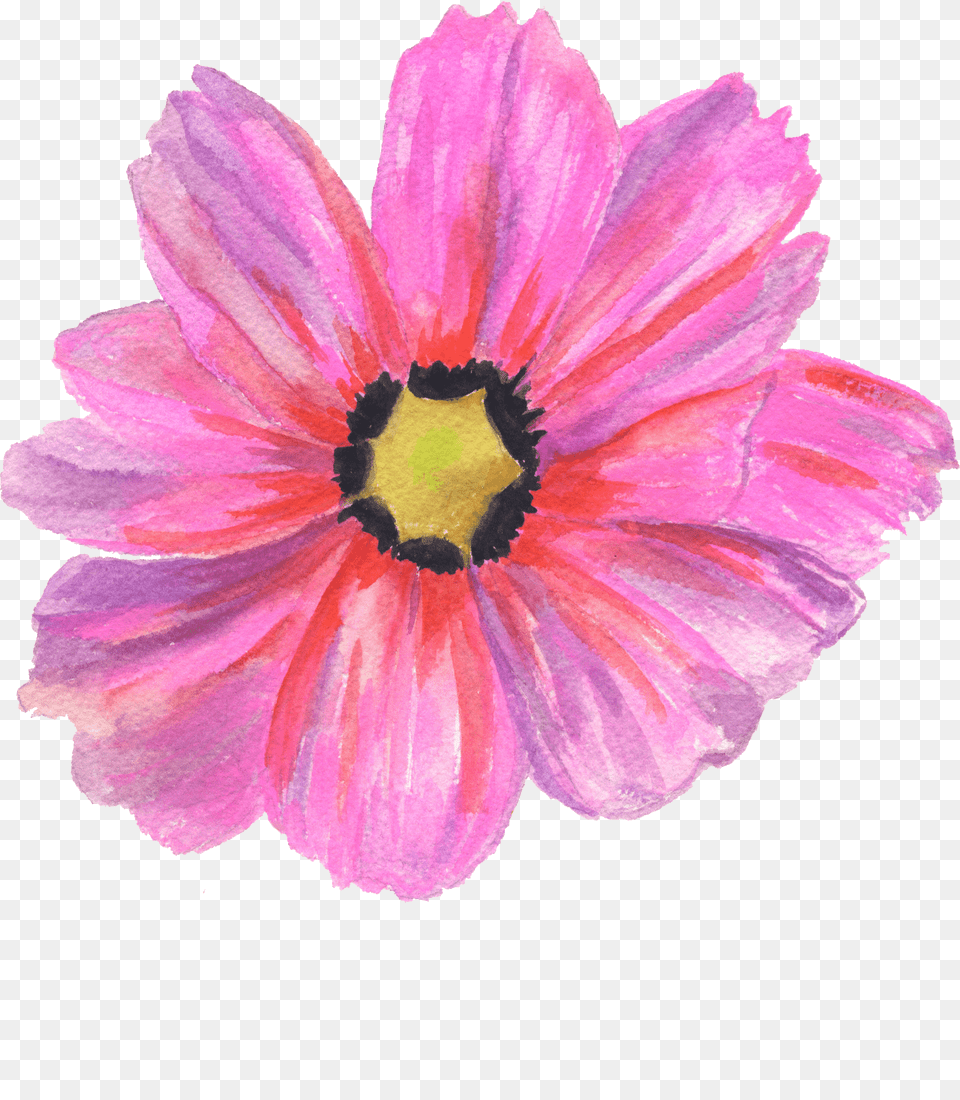Gerbera, Anemone, Anther, Dahlia, Daisy Png