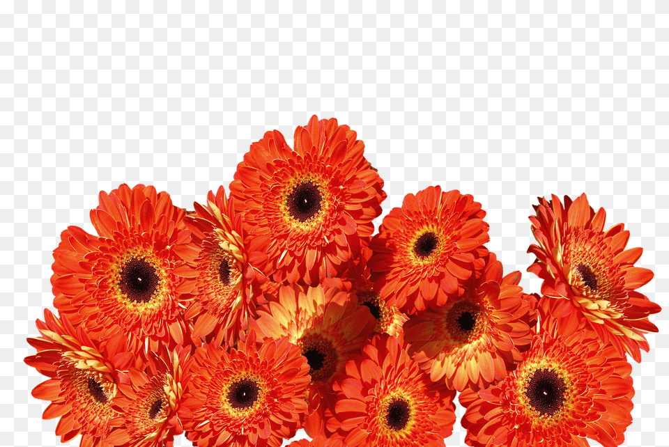 Gerbera Daisy, Flower, Petal, Plant Free Png Download