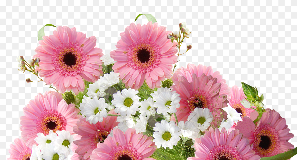 Gerbera Daisy, Flower, Flower Arrangement, Flower Bouquet Free Transparent Png