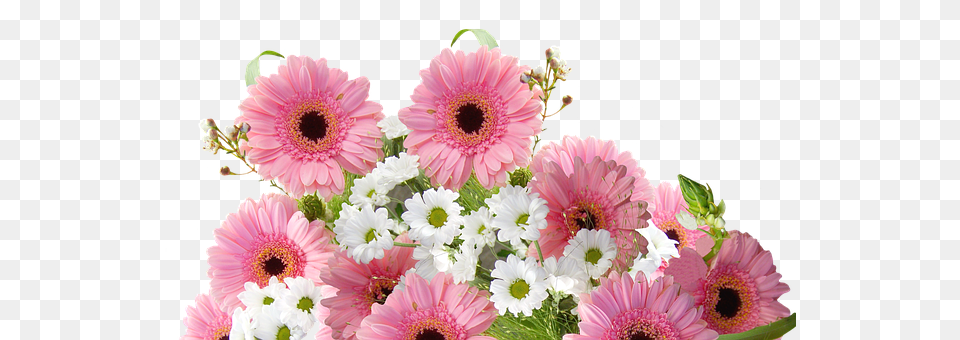 Gerbera Plant, Flower Bouquet, Flower Arrangement, Flower Free Png