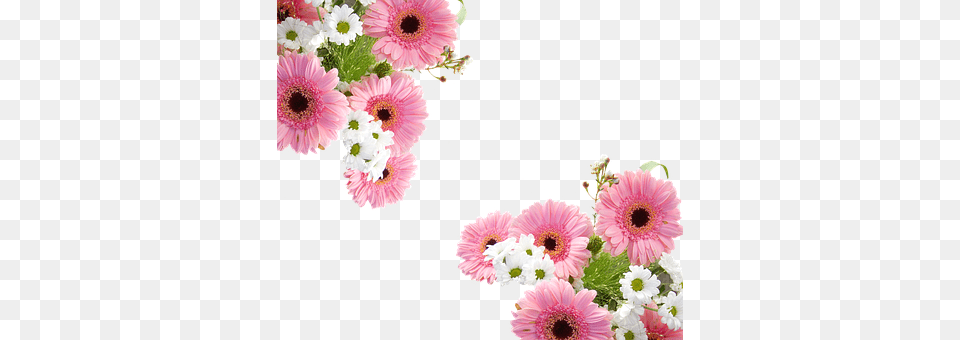 Gerbera Daisy, Flower, Flower Arrangement, Flower Bouquet Free Png