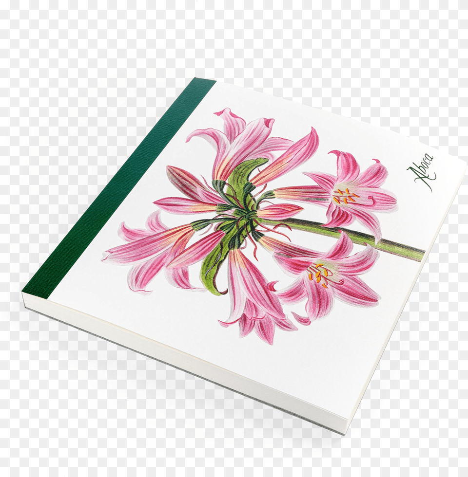 Gerbera, Flower, Plant, Envelope, Greeting Card Png