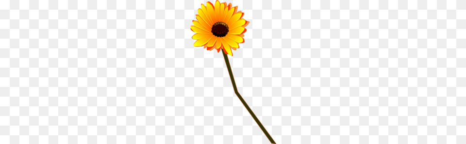 Gerbera Amarilla Clip Art, Daisy, Flower, Plant, Petal Png