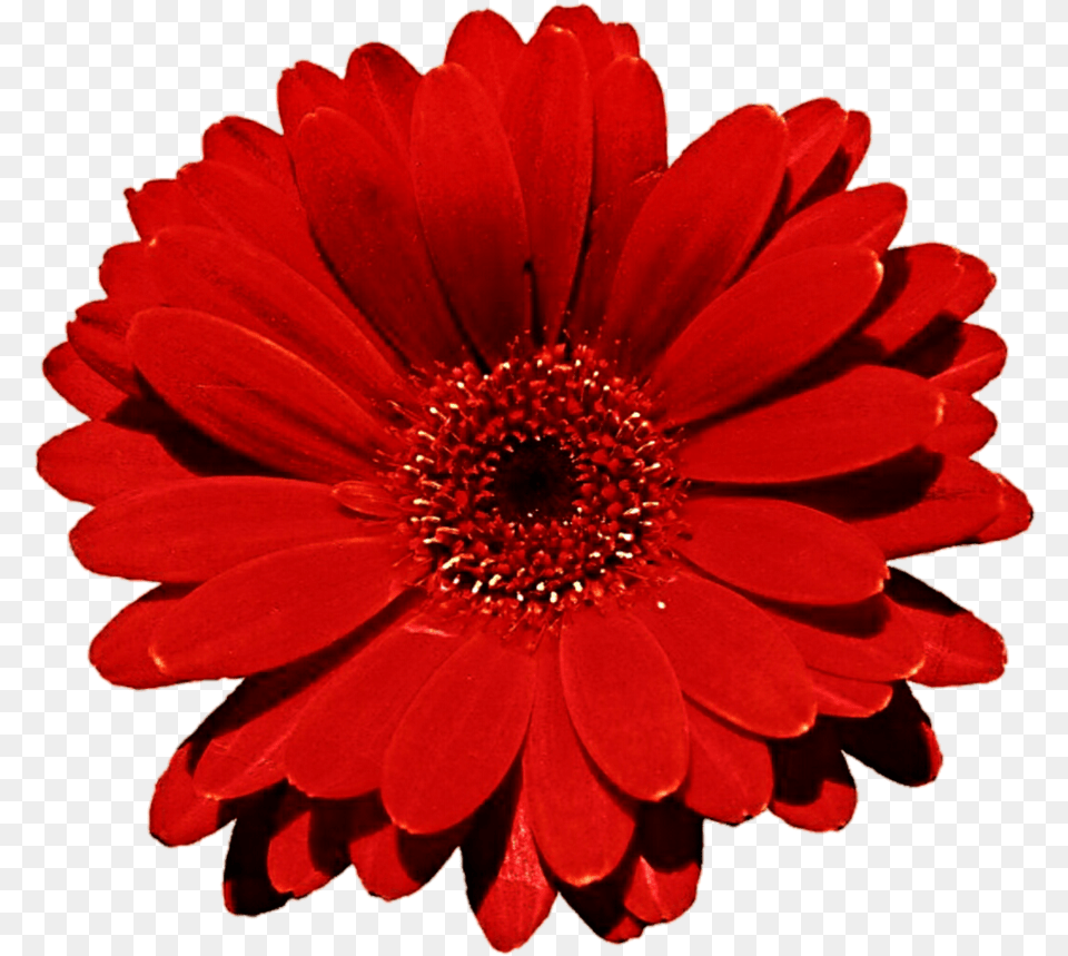 Gerbera Clipart Clip Art Red Flower Background Normal Vision Vs Color Blindness, Daisy, Petal, Plant, Dahlia Free Transparent Png