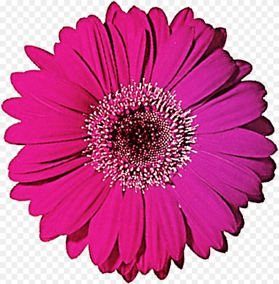 Gerbera Clipart Gerbera Daisy, Flower, Plant, Petal, Anemone Free Png