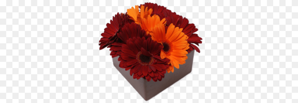 Gerbera Daisies English Marigold, Daisy, Flower, Flower Arrangement, Flower Bouquet Free Transparent Png