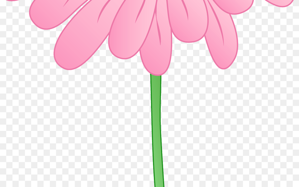 Gerbera Daisy Clipart, Flower, Petal, Plant, Dahlia Png