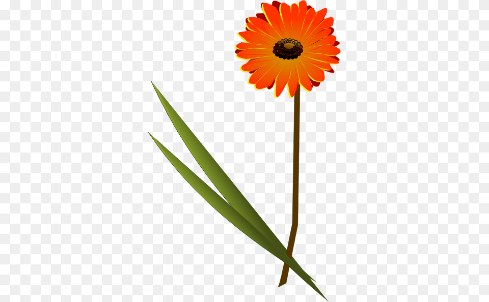 Gerbera Daisy Cliparts, Flower, Petal, Plant, Blade Png Image