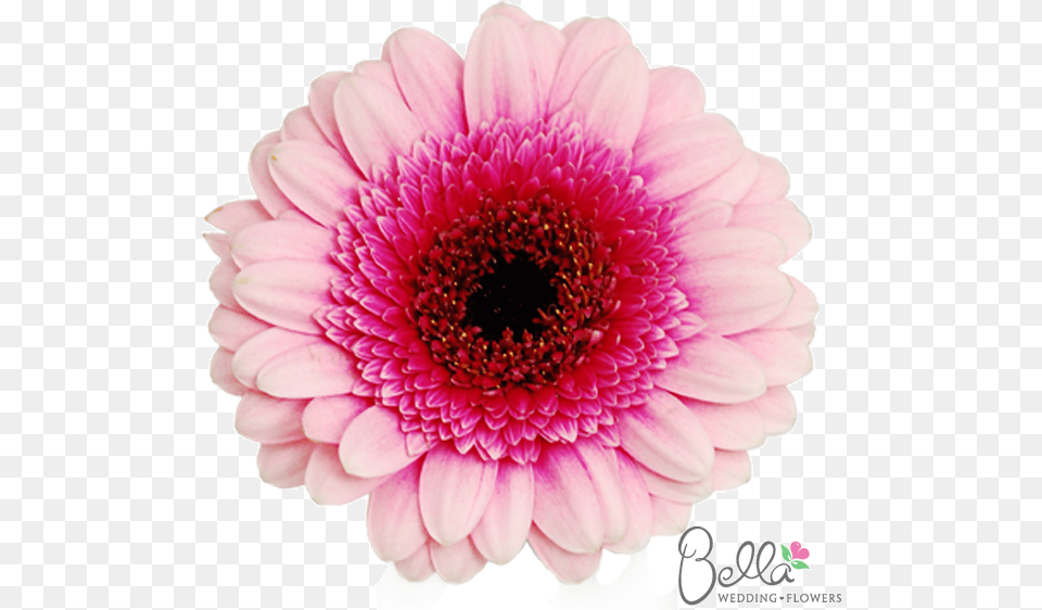 Gerbera Daisy Flowers Mini Pink Bicolor Gerbera Daisies Bicolour Gerbera Daisy, Dahlia, Flower, Plant, Petal Png Image