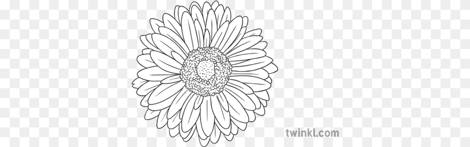 Gerbera Daisy General Flower Secondary Black And White Rgb Floral, Plant, Chandelier, Lamp, Anemone Free Transparent Png