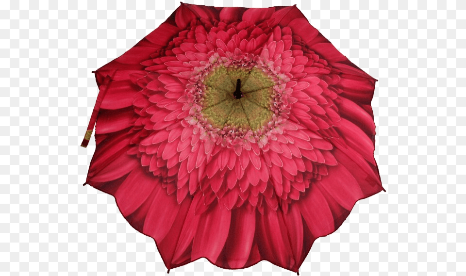 Gerbera Daisy Pink Folding Umbrella, Dahlia, Flower, Petal, Plant Free Png