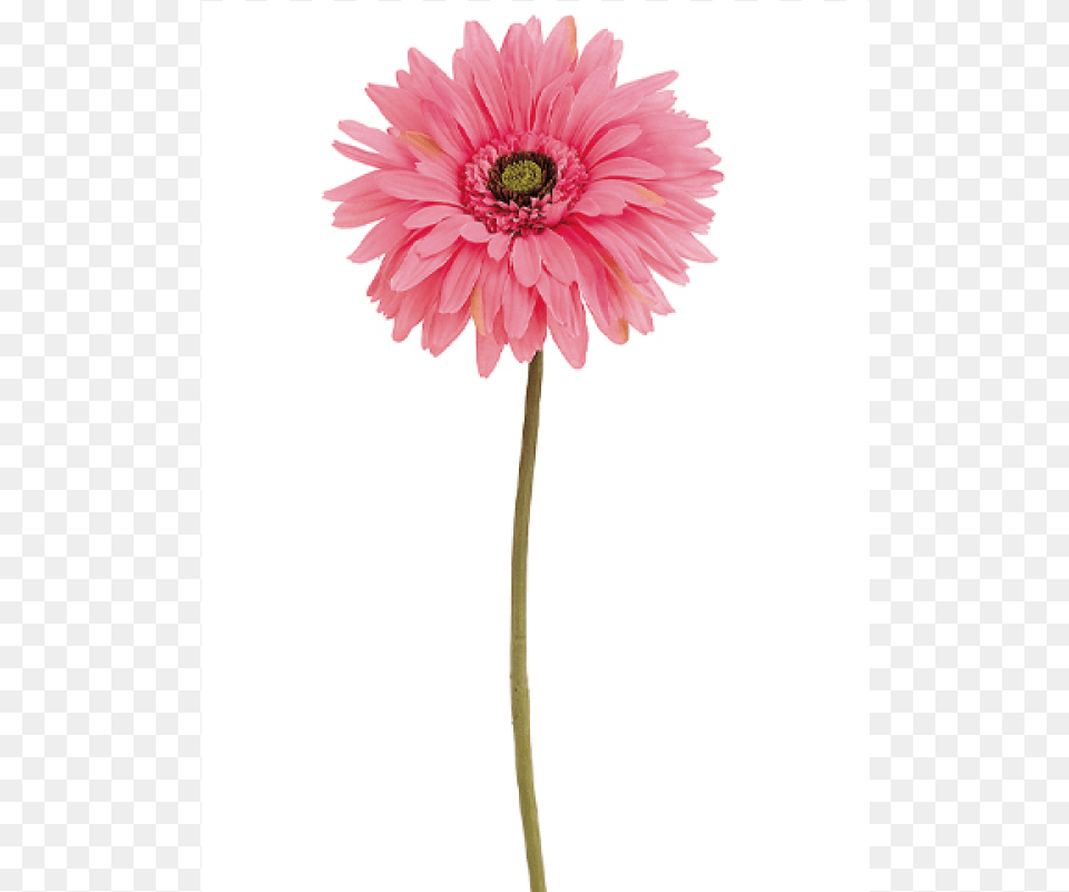 Gerbera Daisy Spray Pink Silk Plants Direct Gerbera Daisy Spray Pink Pack, Dahlia, Flower, Plant, Petal Png