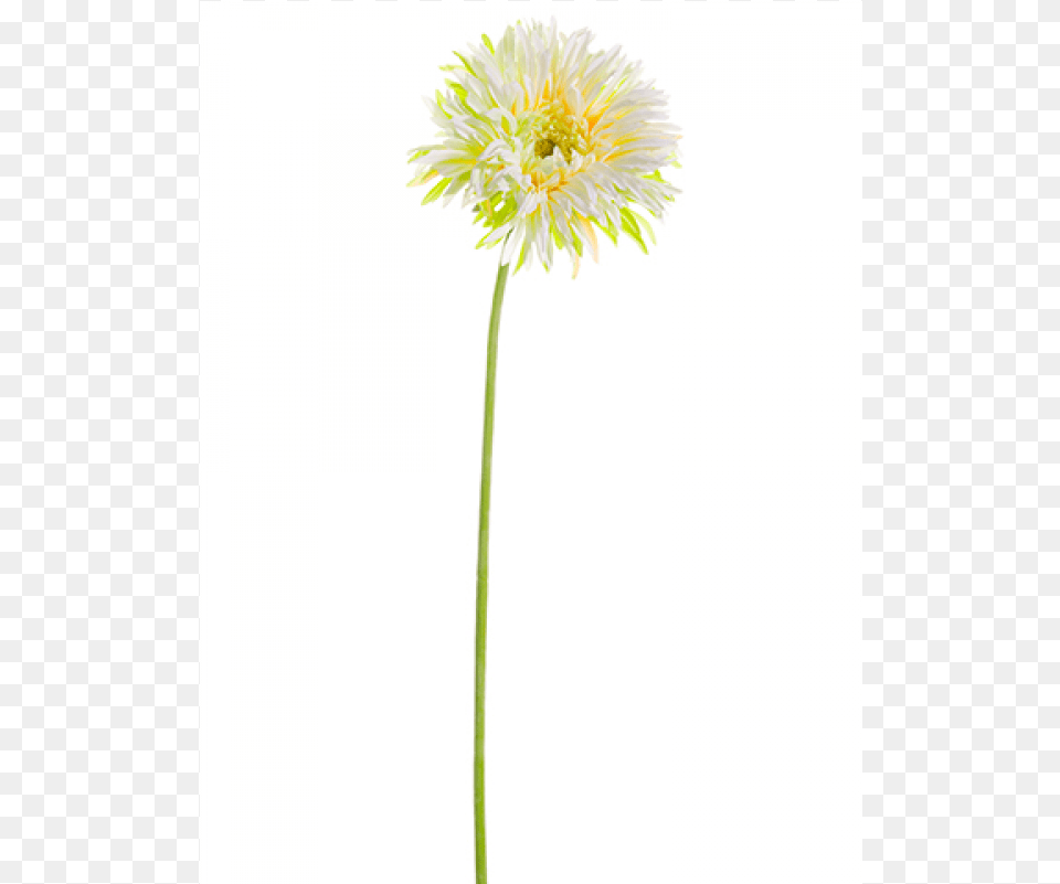 Gerbera Daisy Spray White Green Pasqueflower, Dahlia, Flower, Plant, Anther Free Transparent Png
