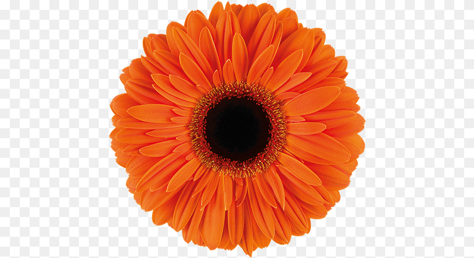 Gerbera Dutch Pride, Dahlia, Daisy, Flower, Plant Free Png