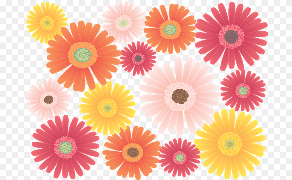 Gerbera Flower Clipart Hair Tie, Daisy, Plant, Anemone, Petal Free Transparent Png