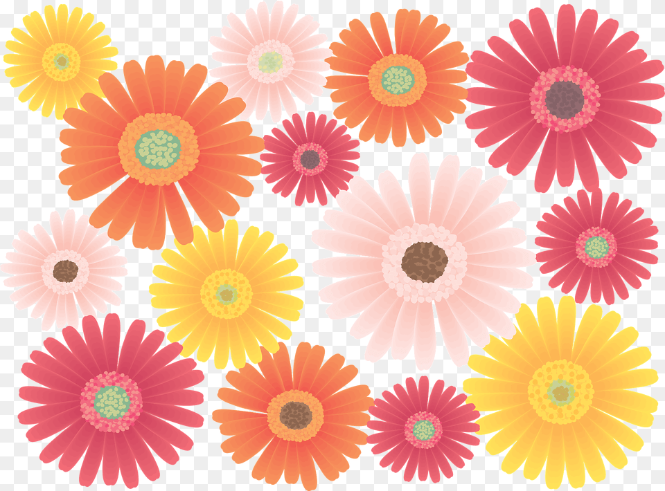 Gerbera Flower Daisies Clipart, Daisy, Plant, Petal, Anemone Png