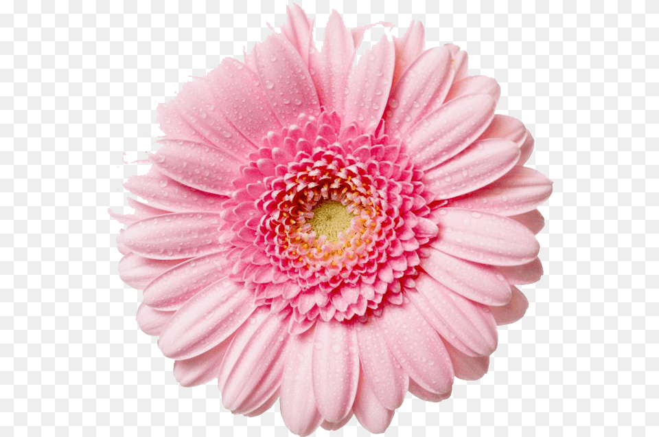 Gerbera Flower Image Flower, Dahlia, Daisy, Petal, Plant Free Png