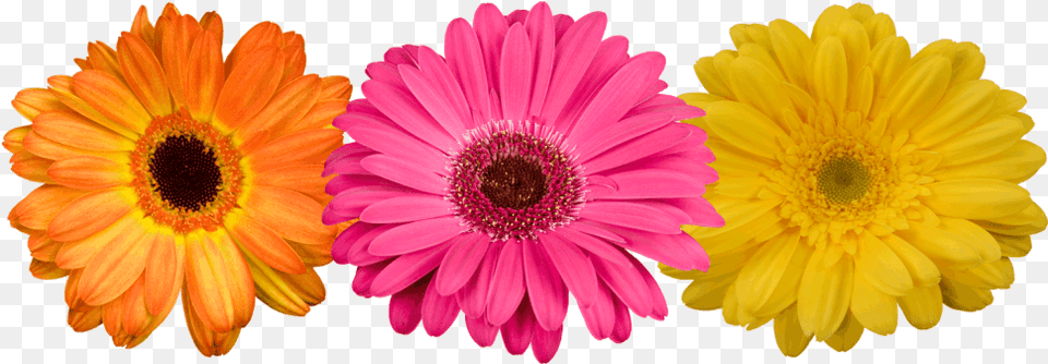Gerbera Flower Image Arts Background Gerber Daisy Clip Art, Plant, Petal, Anemone Free Transparent Png
