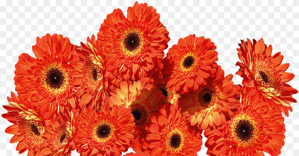 Gerbera Flower Transparent Uokplrs Flores Naranja, Daisy, Petal, Plant, Anemone Free Png Download