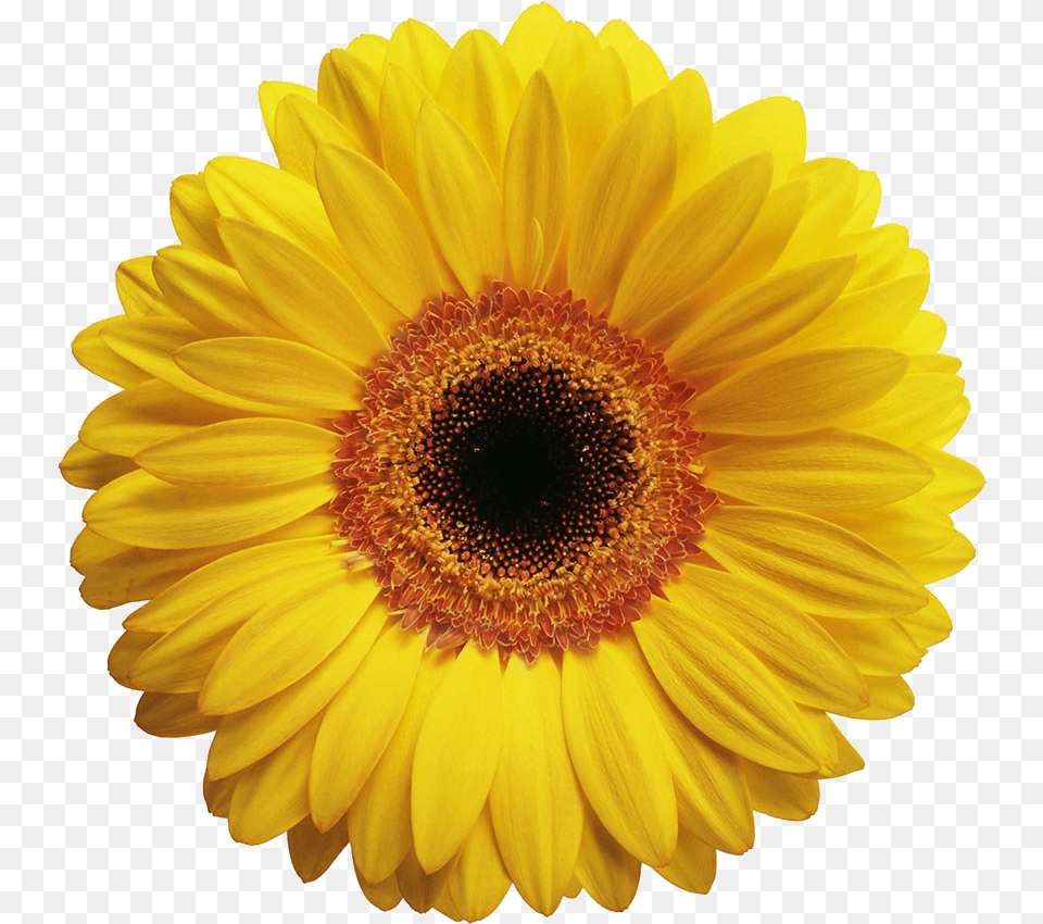Gerbera Flower Yellow, Daisy, Plant, Sunflower Free Png Download