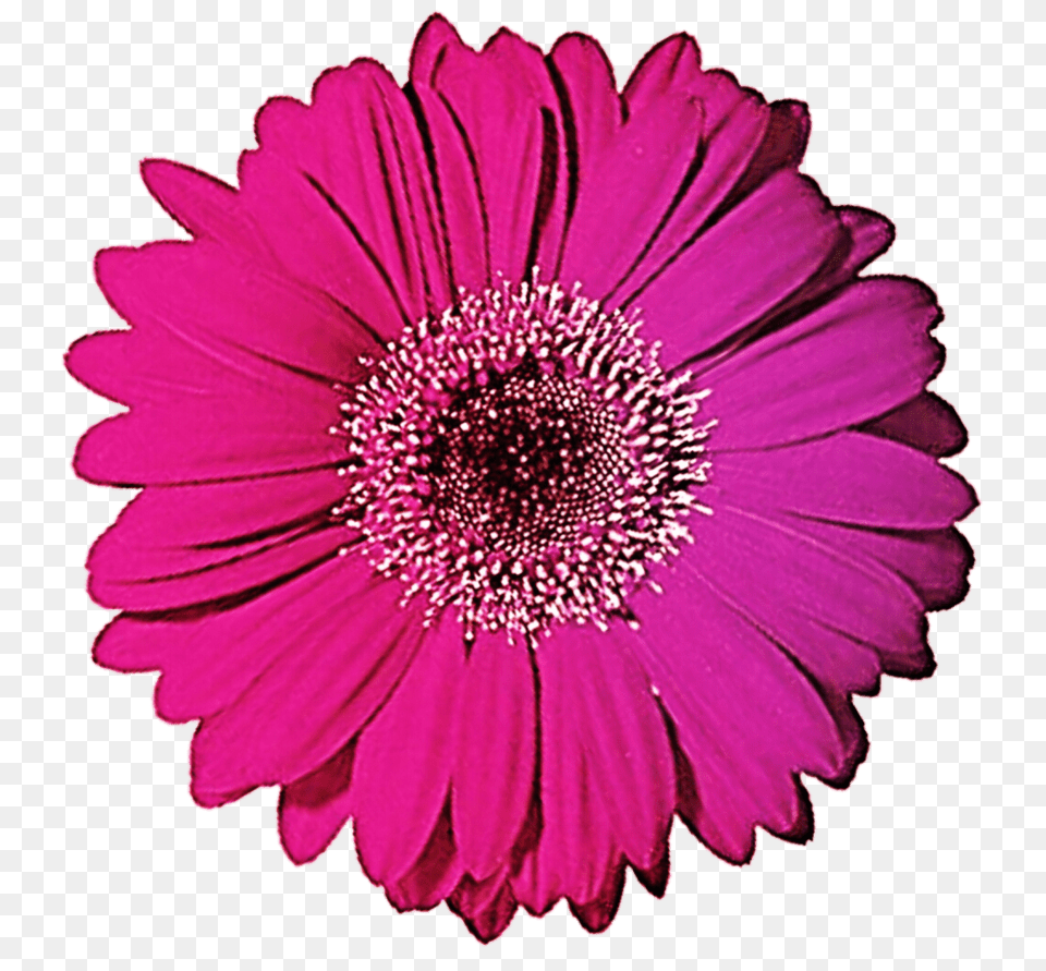 Gerbera Gerber Daisy Clip Art, Flower, Petal, Plant, Anemone Free Png