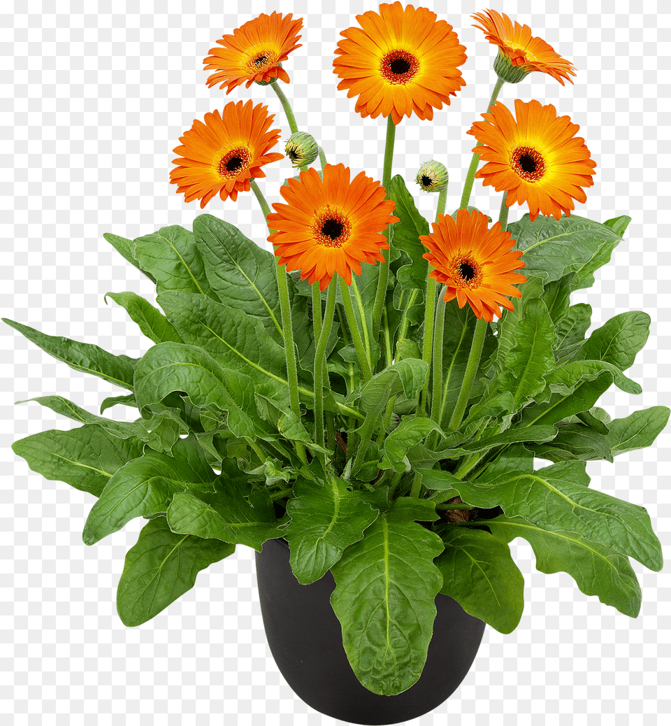 Gerbera Plant, Daisy, Flower, Potted Plant, Flower Arrangement Free Png
