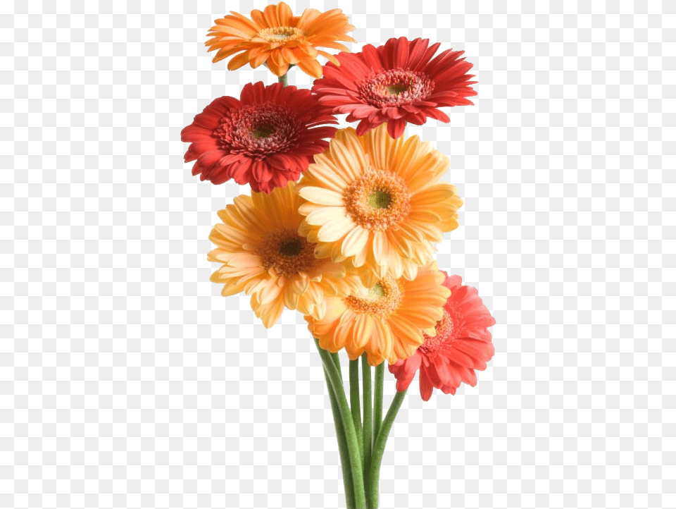 Gerbera Transparent Image Flower Good Night Messages, Anther, Daisy, Plant, Petal Free Png Download