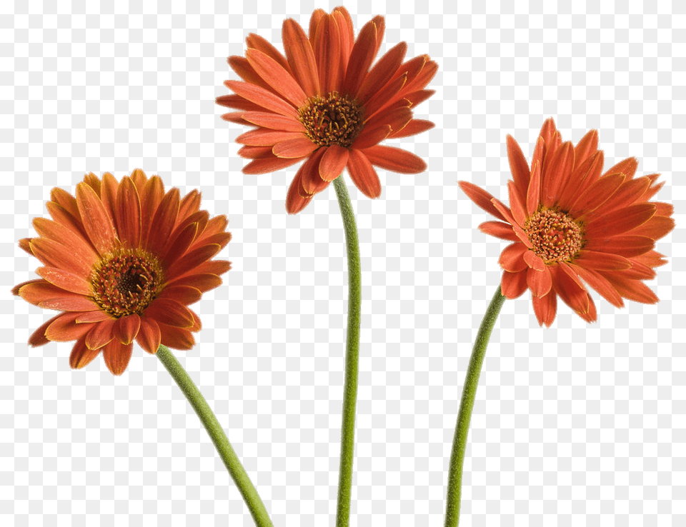 Gerbera Trio, Anther, Dahlia, Daisy, Flower Png