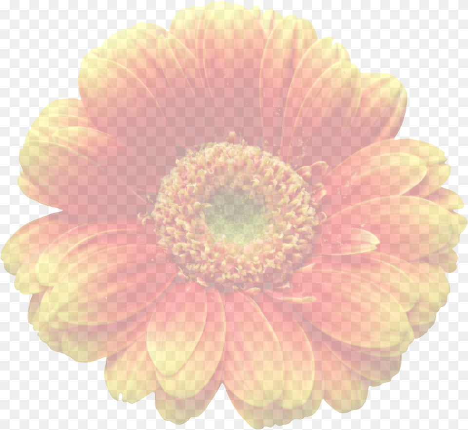 Gerberaorangetranslucenttransparentblossom Background Translucent Flowers, Dahlia, Daisy, Flower, Petal Free Transparent Png