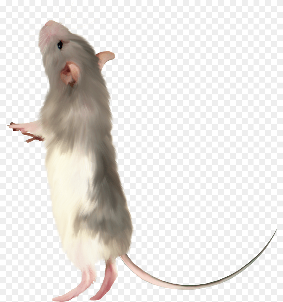 Gerbil Background Rats, Animal, Mammal, Rodent, Bird Free Transparent Png