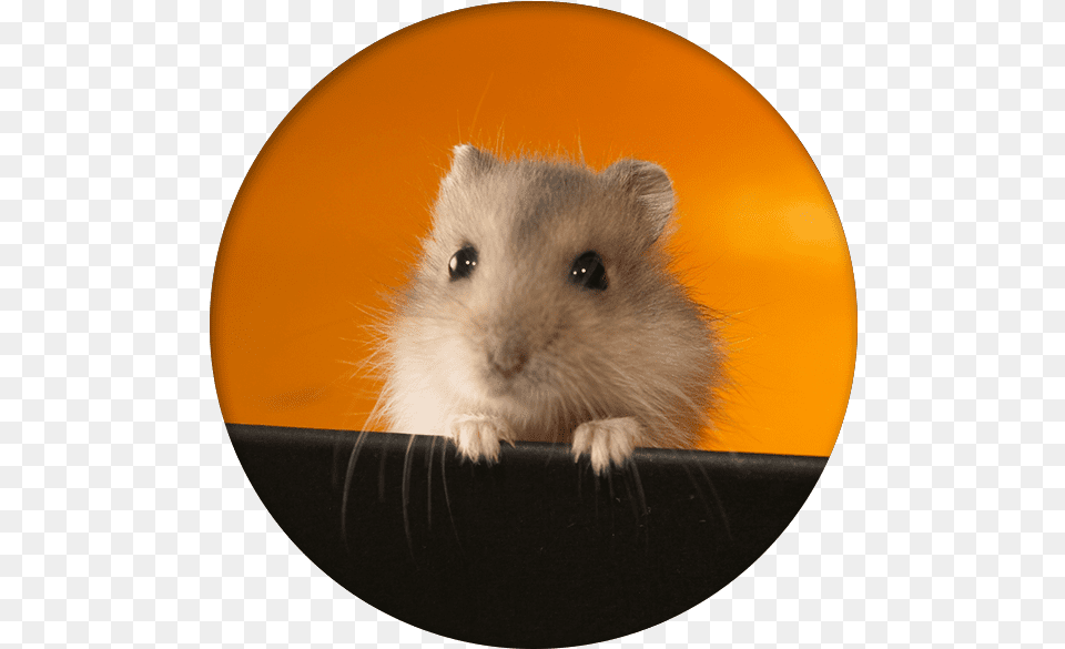 Gerbil Care Smart Hamsters, Animal, Mammal, Rodent, Pet Free Png Download