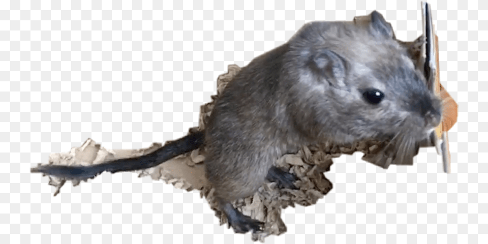 Gerbil Freetoedit Mouse, Animal, Mammal, Rat, Rodent Free Png