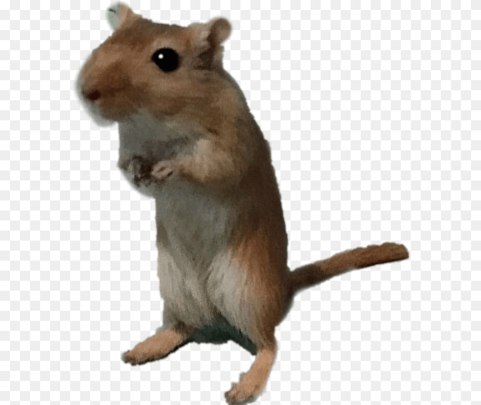 Gerbil Mouse, Animal, Mammal, Rodent, Rat Free Transparent Png