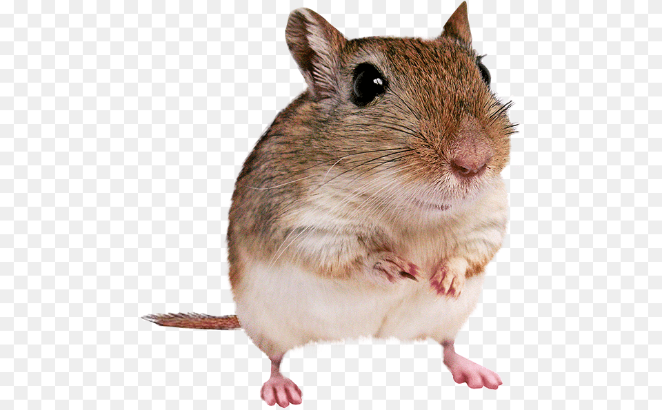 Gerbil Photosymbols Mouse, Animal, Mammal, Rat, Rodent Free Transparent Png