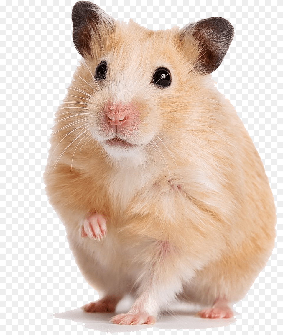 Gerbil Syrian Hamster, Animal, Mammal, Rat, Rodent Free Png Download