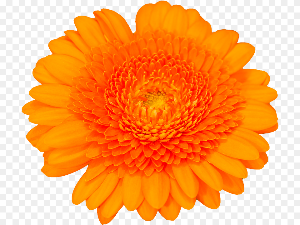 Gerbra Dahlia, Daisy, Flower, Petal Free Transparent Png