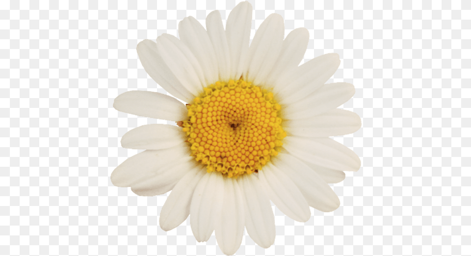 German Chamomile Oxeye Daisy Flower Oxeye Daisy, Plant, Petal Free Png
