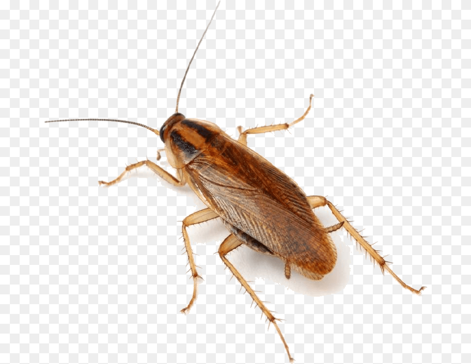 German Cockroach Roaches Minnesota Wing, Animal, Insect, Invertebrate Png Image