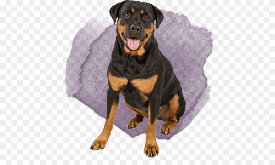 German Rottweiler And German Shepherd, Animal, Canine, Dog, Mammal Free Transparent Png