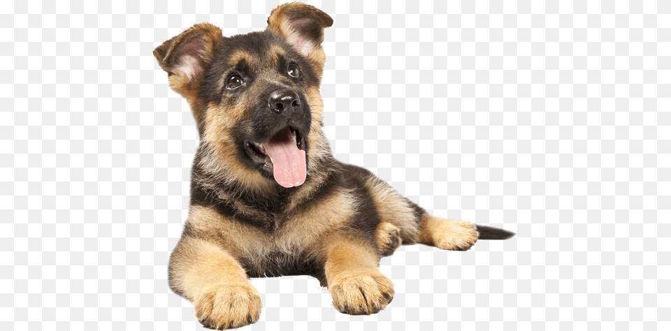 German Sheperd Puppy German Shepherd Puppy Transparent, Animal, Canine, Dog, Mammal Png Image